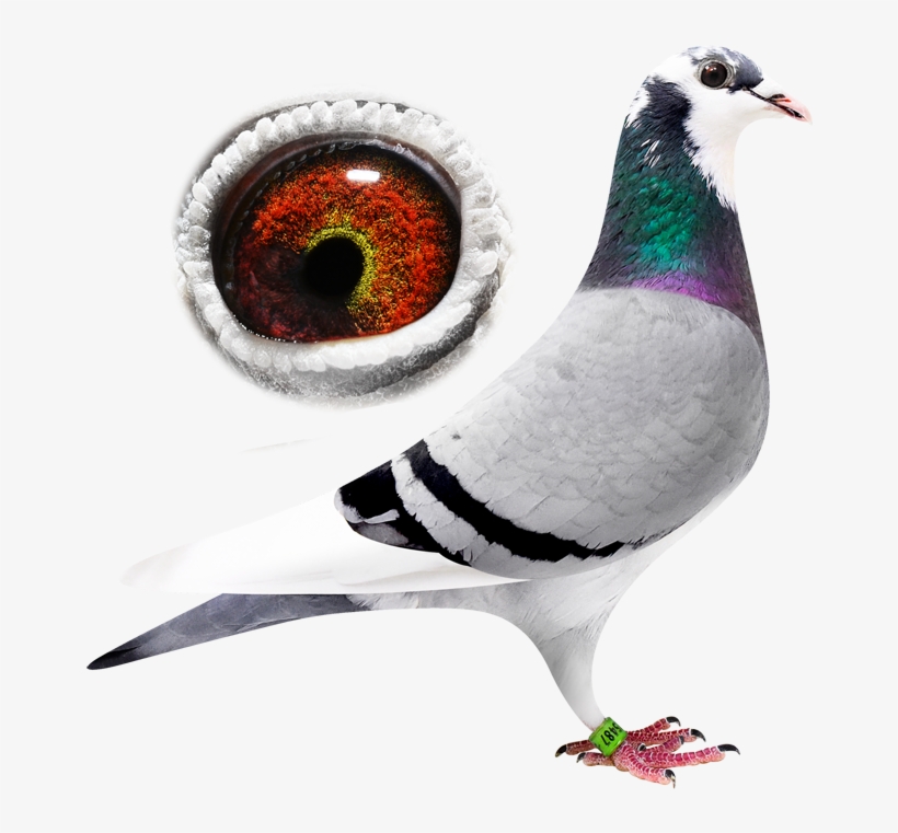 Breeder - Jpeg, transparent png #3989344