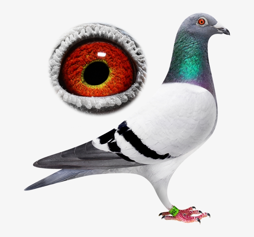 Breeder - Jpeg, transparent png #3989545