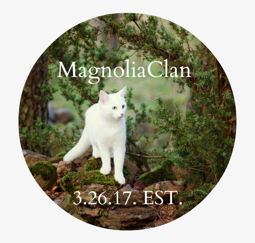 A New Magse Click This For Editing - Turkish Angora, transparent png #3989928