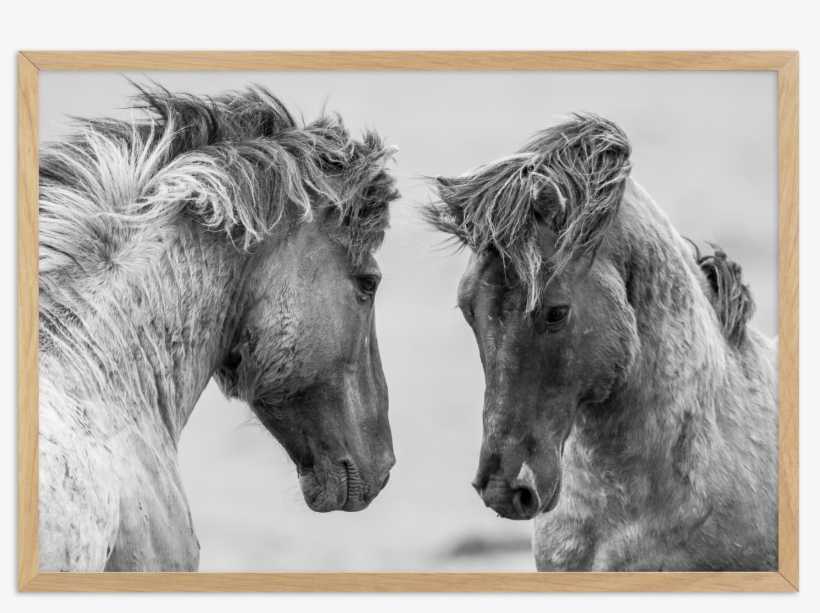 Wild Horses Ls, transparent png #3990290