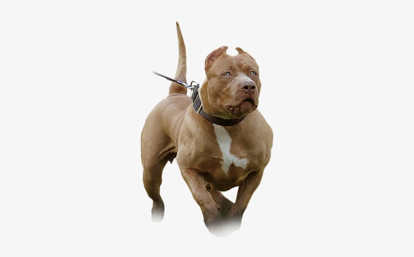 Blue Nose Pitbull Tank, transparent png #3990720