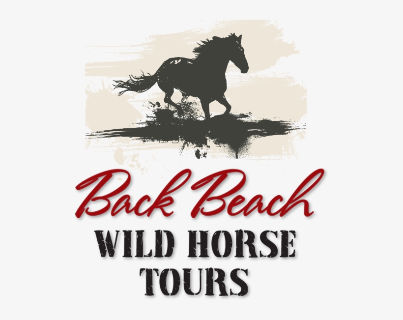 Back Beach Wild Horse Tours Tours In Open Safari Cars - Neil Young & Crazy Horse: Canadian Horsepower (dvd), transparent png #3990750