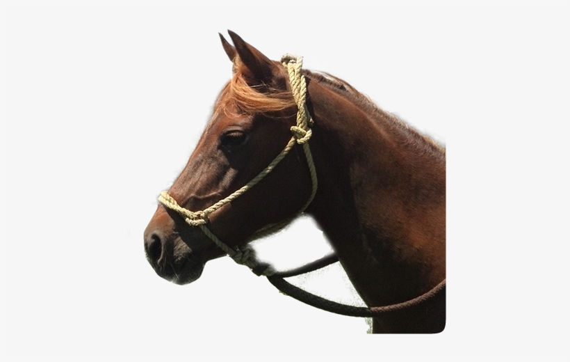 Horse - Horse Head Western, transparent png #3990821