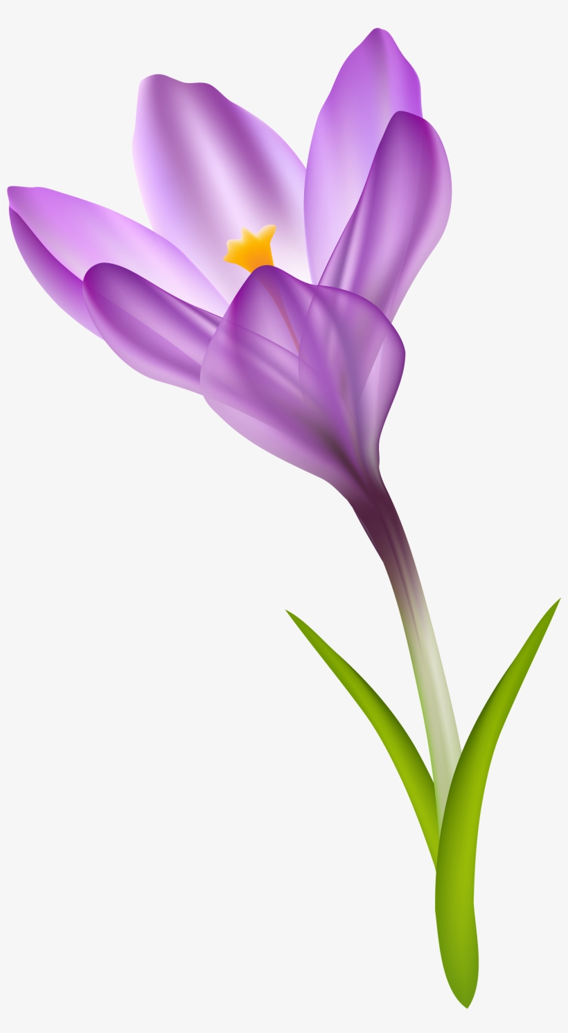 Crocus Clip Art Free, transparent png #3991570