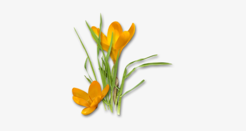 Crocus Png Hd - Yellow Crocus Png, transparent png #3991641