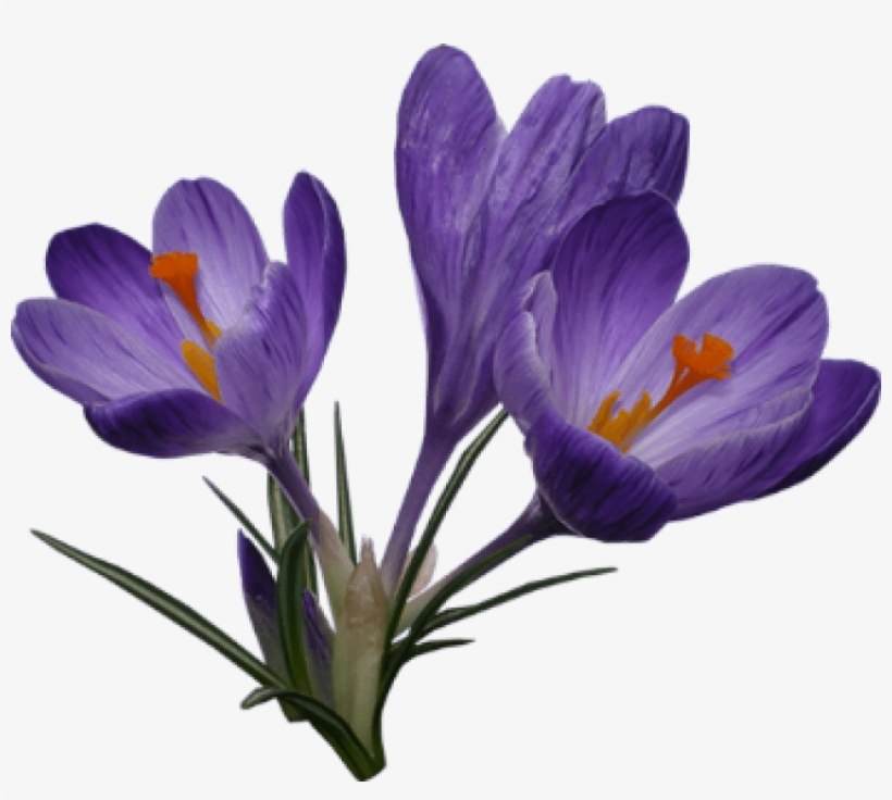 Free Png Crocus Png Images Transparent - Crocus Png, transparent png #3991645