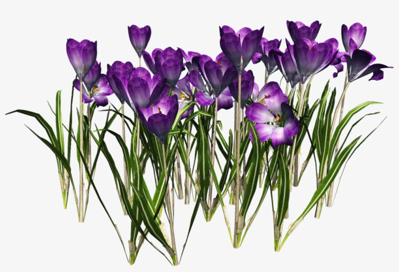 Crocus Free Download Png - Crocus Png, transparent png #3991689