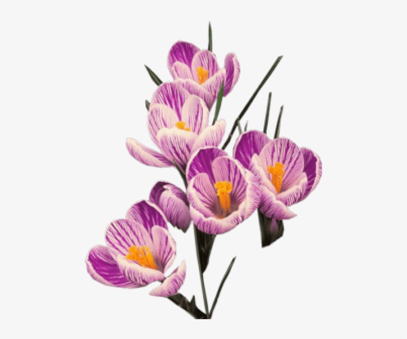 Free Png Crocus Download Png Png Images Transparent - Crocus Png, transparent png #3991788