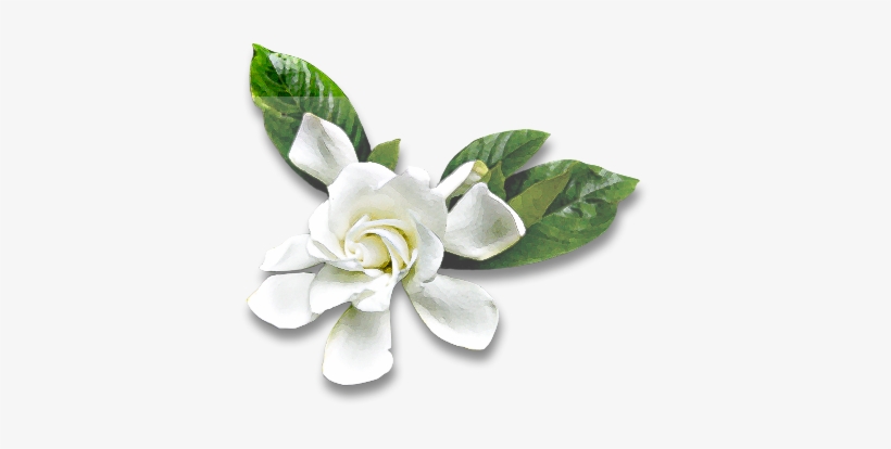A Report On Cherry Blossoms From Japan - Gardenia, transparent png #3991794