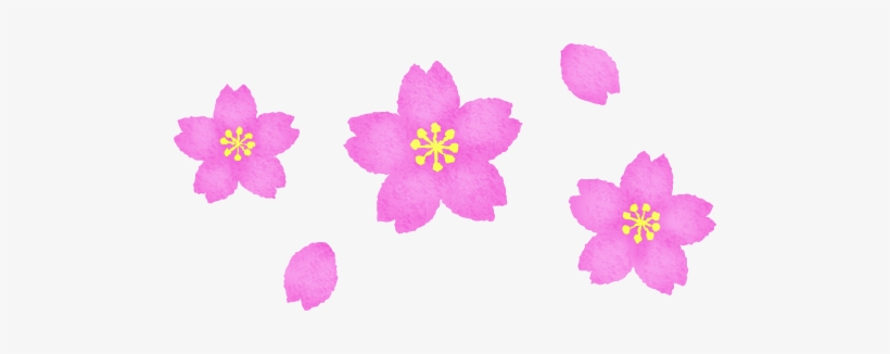 Cherry Blossom, transparent png #3992050