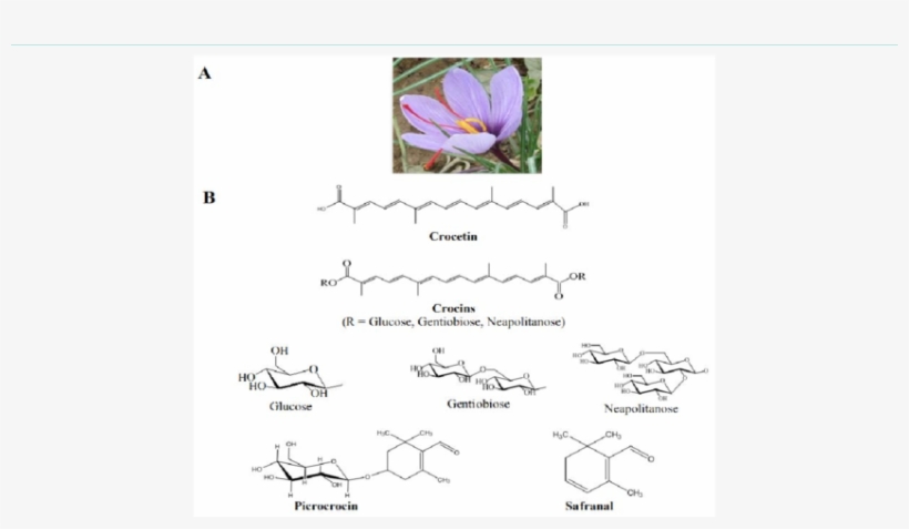 The Flower Of The Plant Crocus Sativus L - Sativum, transparent png #3992054