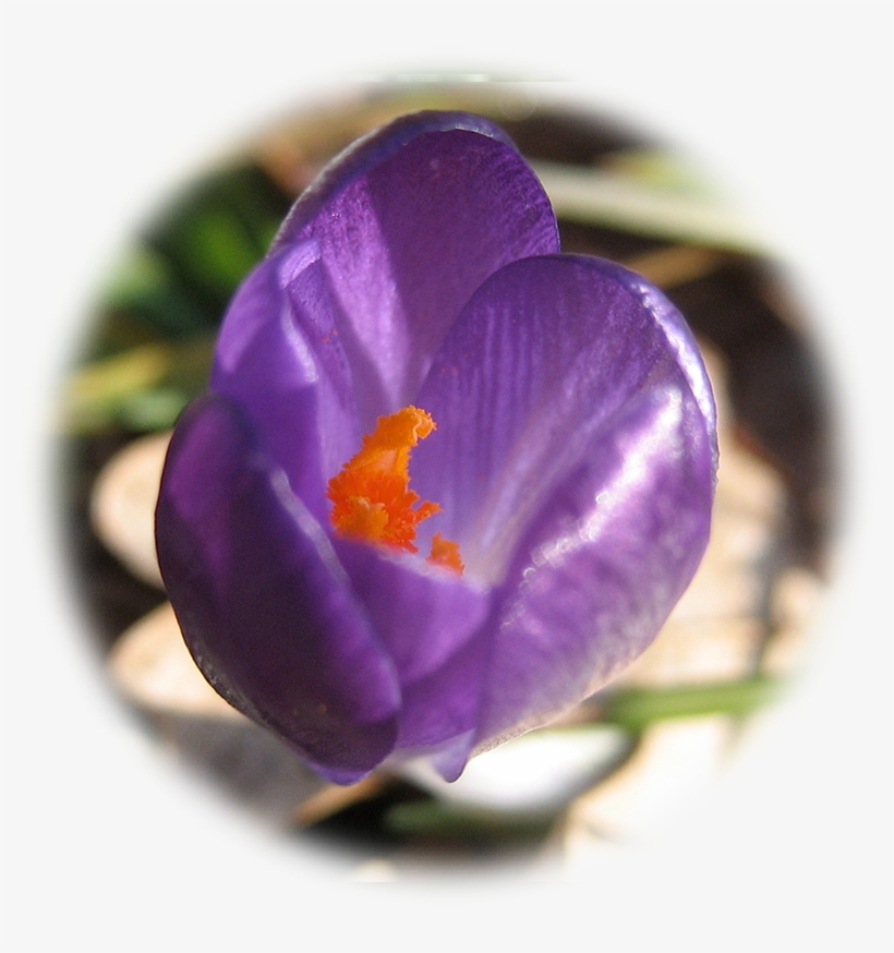 $11 - 00 - Spring Crocus, transparent png #3992078