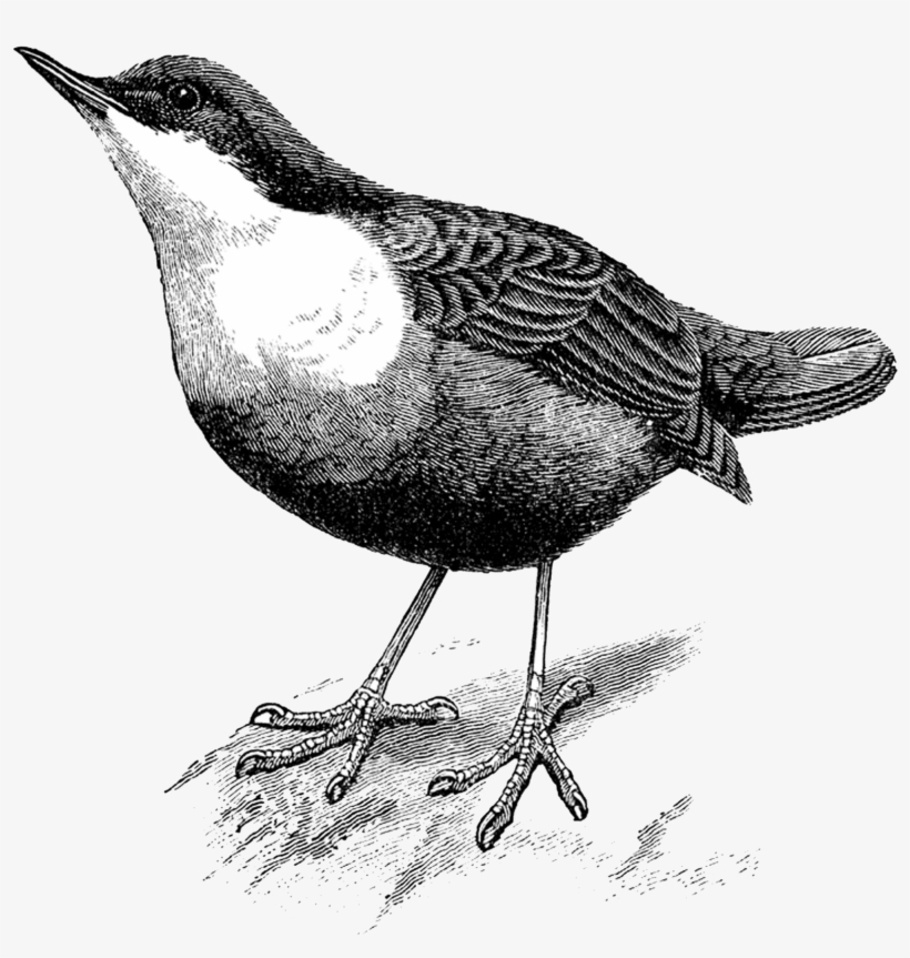 {click On Png Image To Download/save} The Above Image - Transparent Dipper Bird, transparent png #3992104