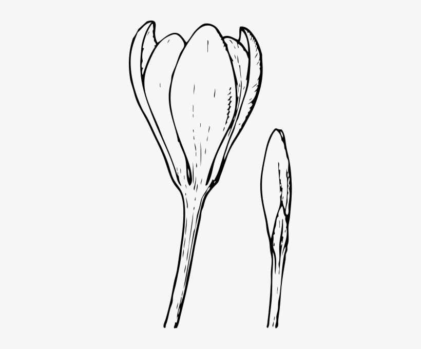 Crocus Flower And Bud Png Clip Arts - Flower Bud Clip Art, transparent png #3992226