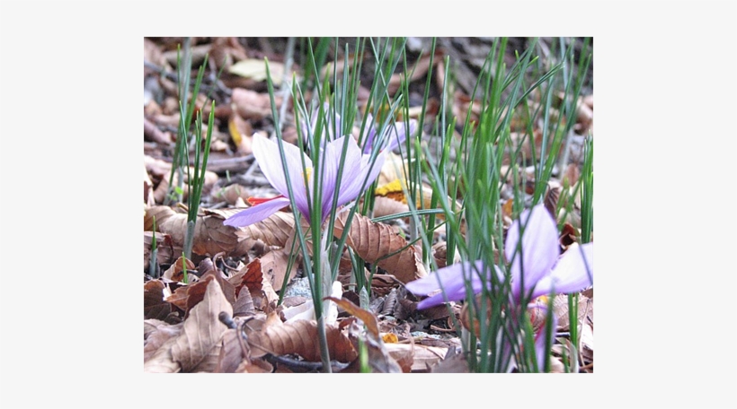 Enlarge - Crocus, transparent png #3992397