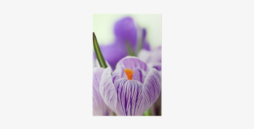 Photograph, transparent png #3992624