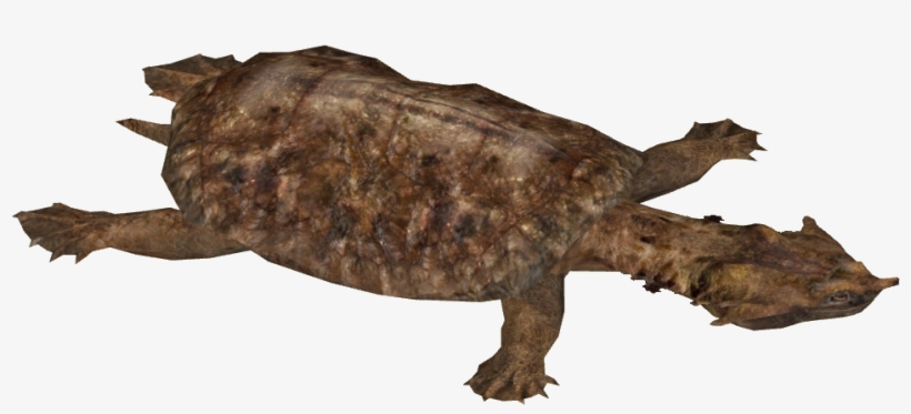 Mata Mata - Mata Mata Turtle Png, transparent png #3992697