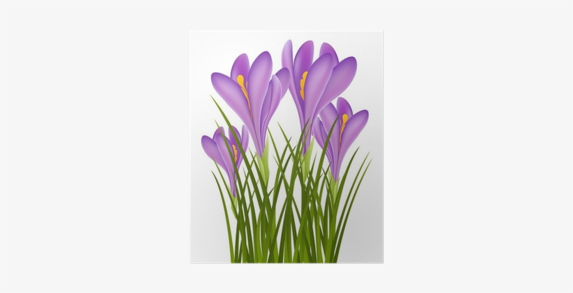 Crocus, transparent png #3992999