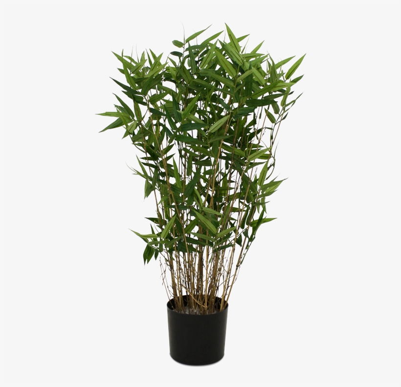 Single Bamboo Tree Png - Potted Palm Tree Png, transparent png #3993389