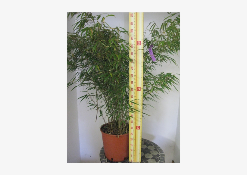 Fargesia Murielae Rufa Fountain Bamboo 10ltr - Fargesia, transparent png #3993711