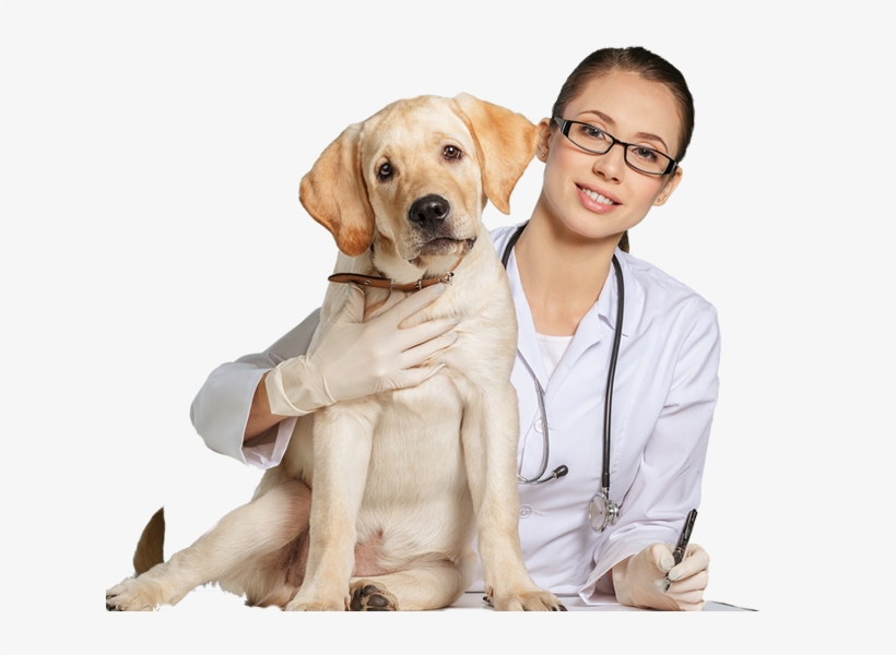 Vet Png - Veterinary Doctor Png, transparent png #3993746