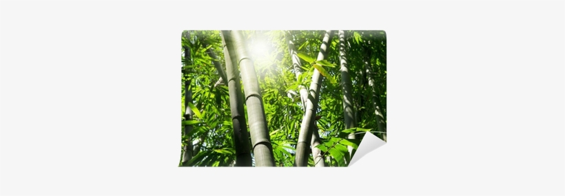 Bamboo, transparent png #3993805