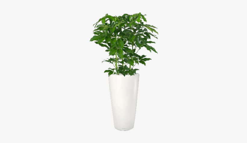 Umbrella Plant - Schefflera Amate, transparent png #3993835