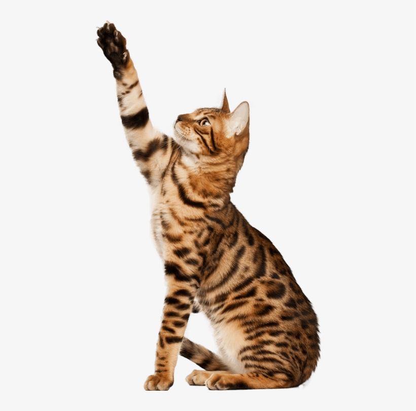 Veterinarian In Austin & Emergency Vet In Austin - Cats Pet, transparent png #3994284
