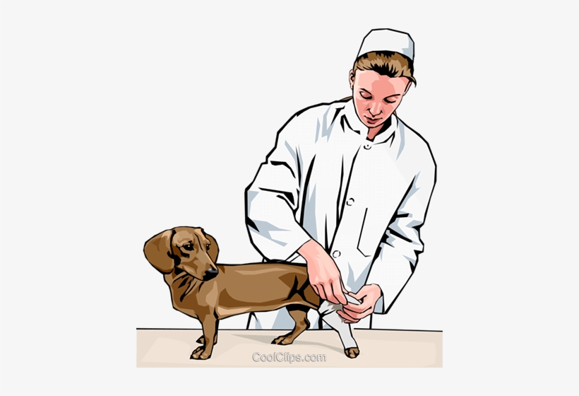 Vet Bandaging Dog's Leg Royalty Free Vector Clip Art - Helping Injured Animals Clipart, transparent png #3994288