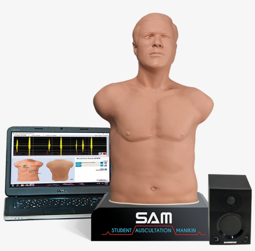 Student Auscultation Manikin 3rd Generation - Sam 3g Student Auscultation Manikin 3rd Generation, transparent png #3994314