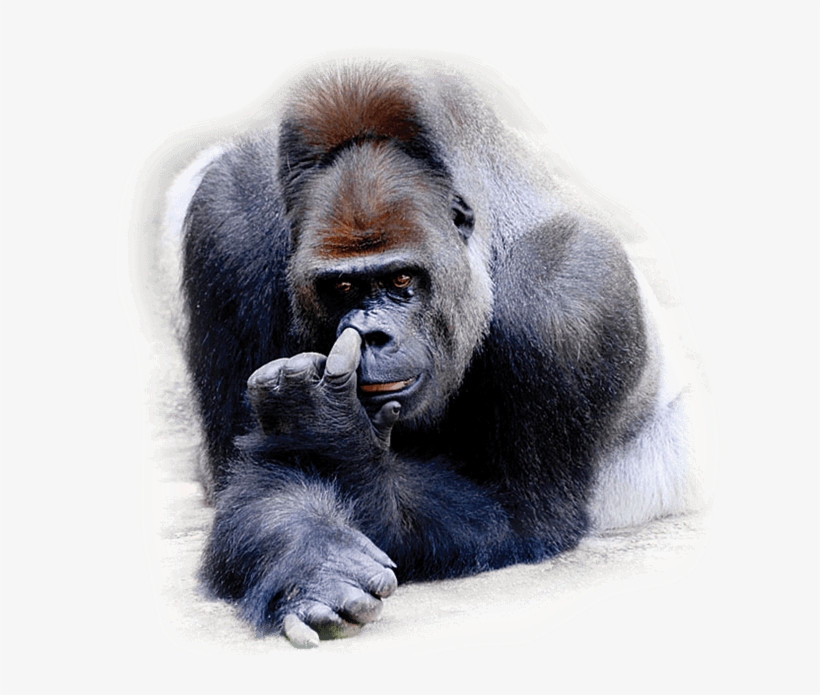 Gorilla Picking Nose - Nose-picking, transparent png #3994363