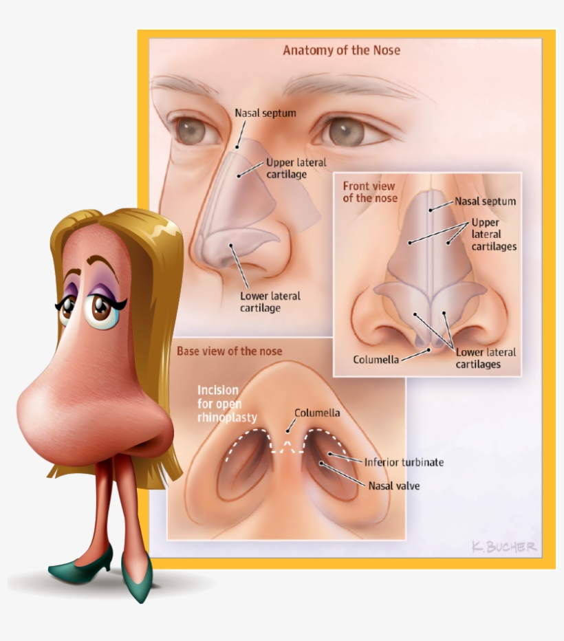 Rhinoplasty, Commonly Known As A “nose Job,” Is The - Nose Anatomy Rhinoplasty, transparent png #3994404
