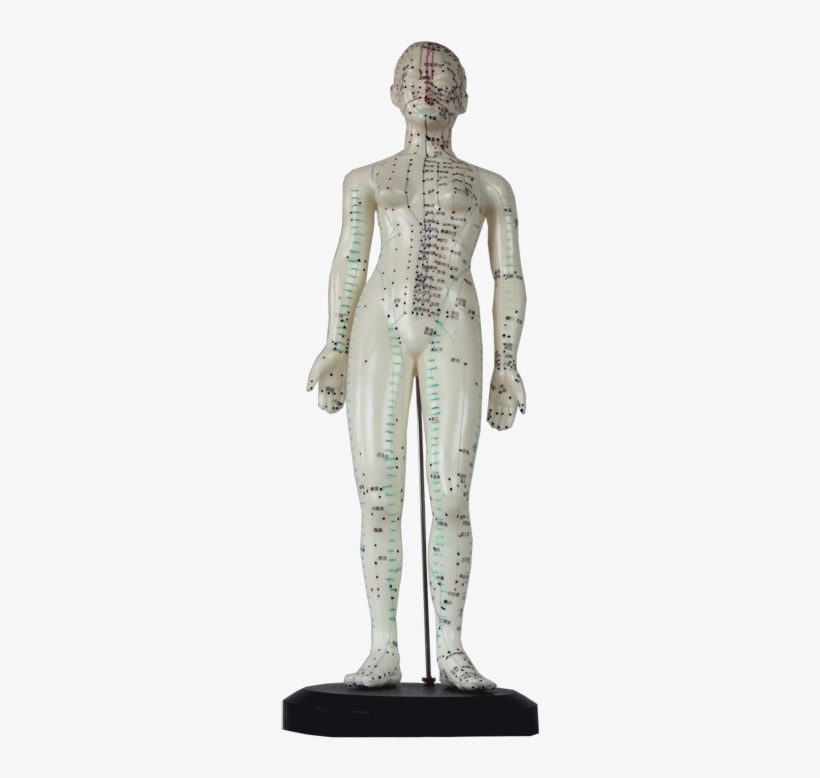Manikin For Acupunctureproduct No - Suzhou Medical Treatment Products Factory Limited Company, transparent png #3994405