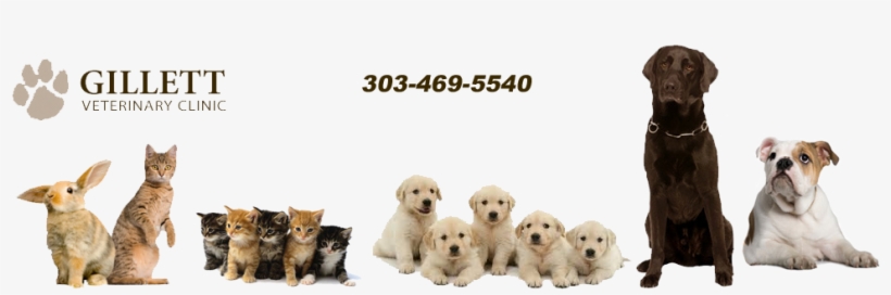 Gillett Vet Clinic Westiminster Co Veterinary Clinic - Happy Cats Beach Towel, transparent png #3994451