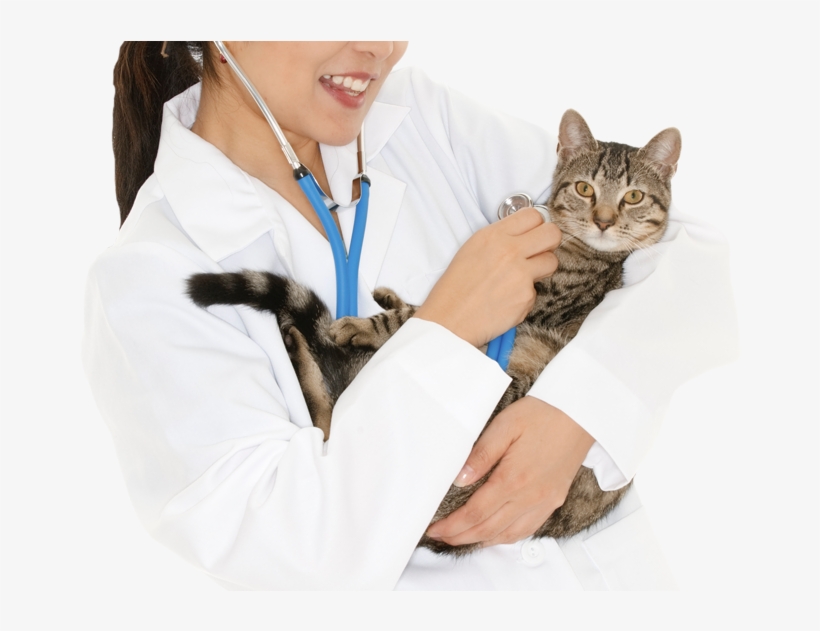 Cat, transparent png #3994528