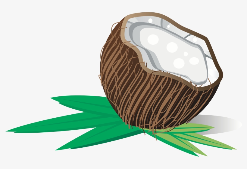 Medium Image - Buah Kelapa Vector, transparent png #3994796