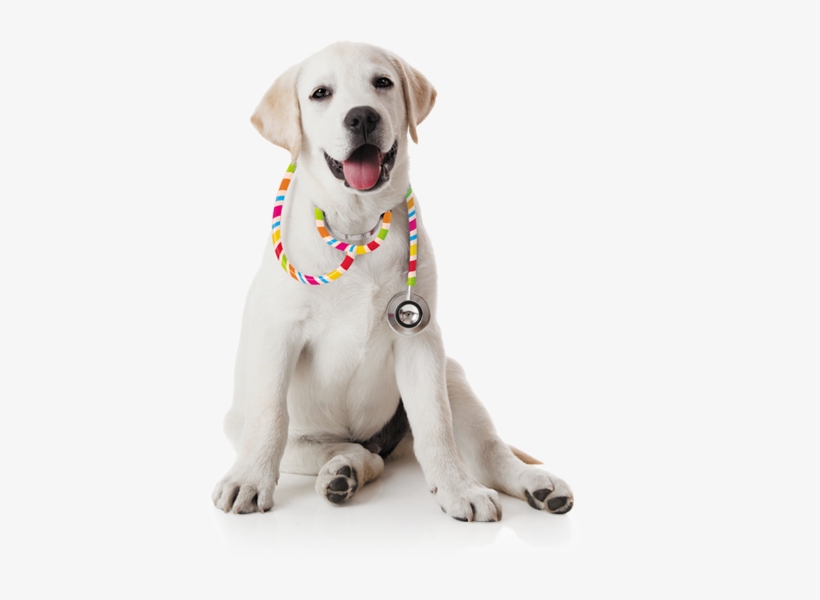 Find A Vet - Veterinarian Png Dog, transparent png #3994800