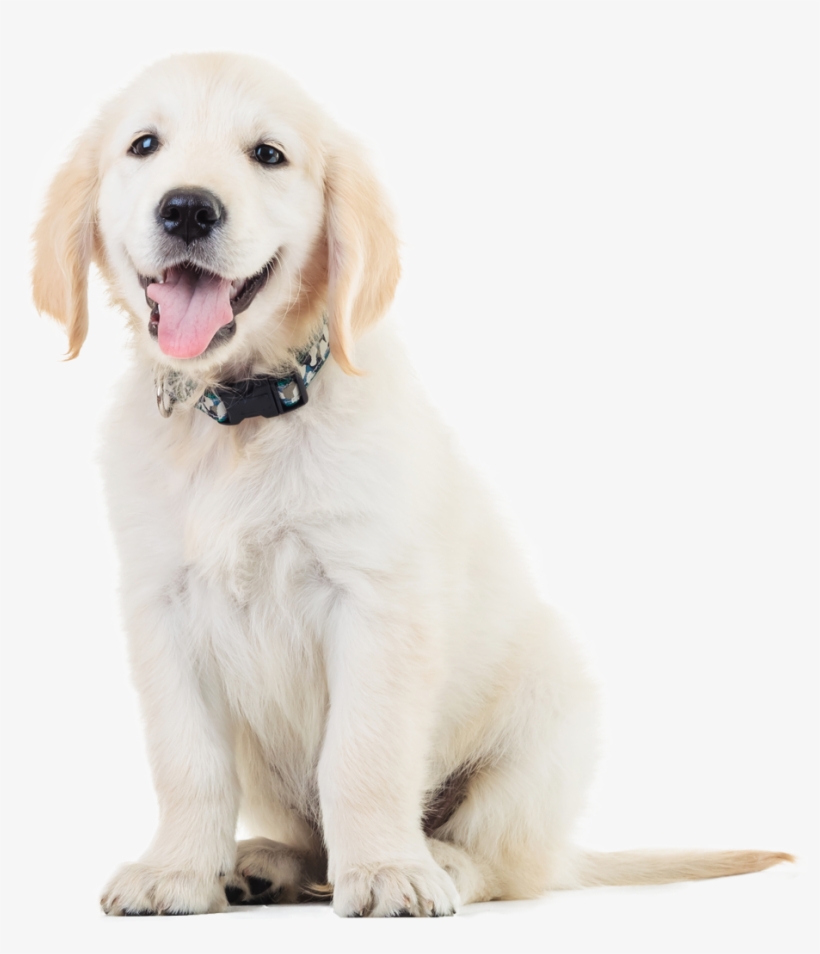 Dog - Veterinary Clinics, transparent png #3995106