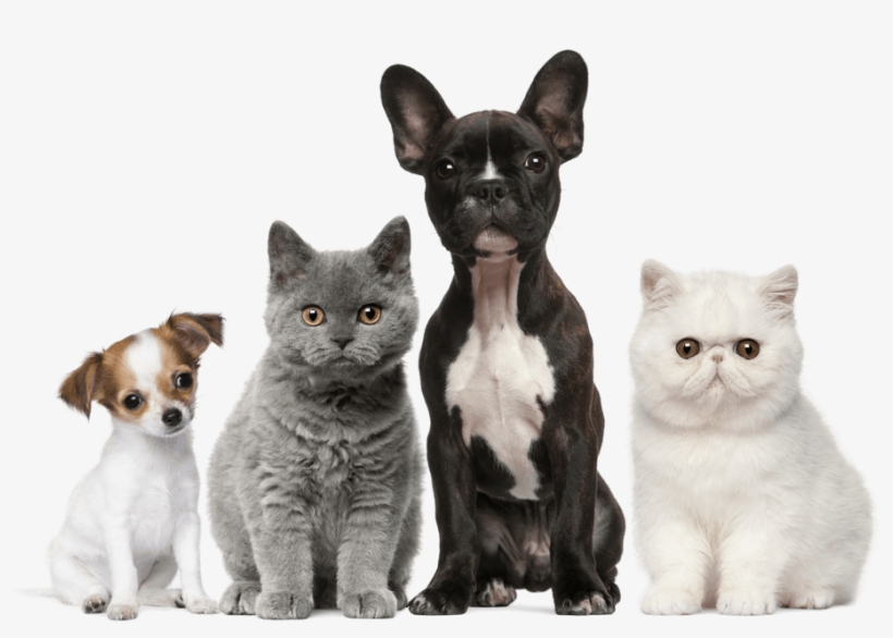 Veterinary Care Services - Dogs And Puppies And Cats And Kittens, transparent png #3995125