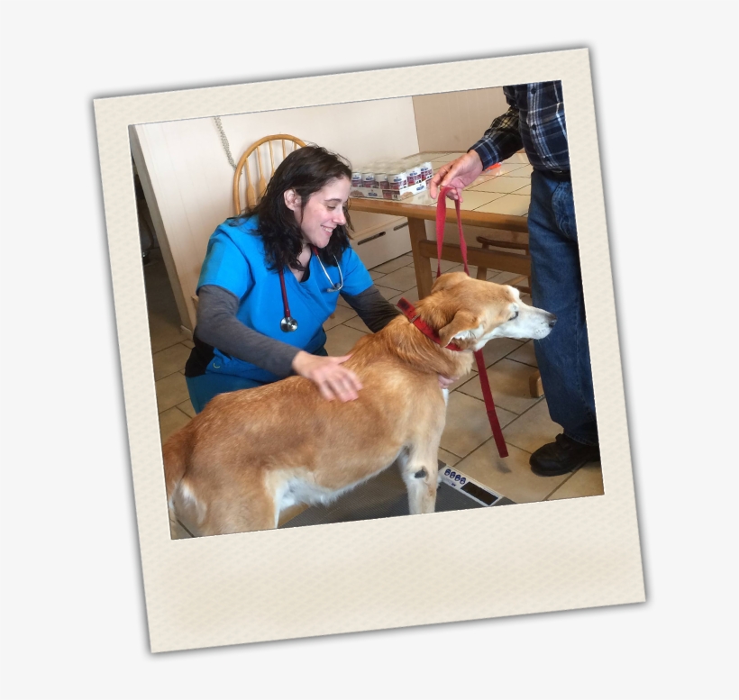 Mobile Vet - Housepaws Mobile Veterinary, transparent png #3995256