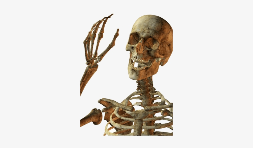 Skulls And Skeletons Transparent Png Images - Skeleton Png, transparent png #3995363