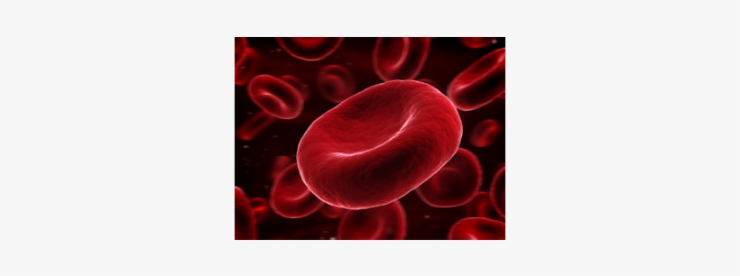 Life Of A Red Blood Cell - Blood Clot Crip Clot Meme, transparent png #3995630