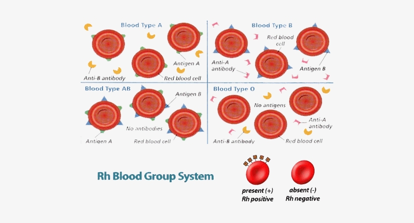 Who Can Donate Or Receive Blood - Blood Type Antibodies, transparent png #3995853