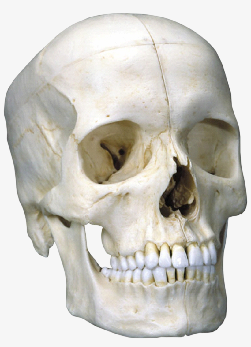 Crane - 3b Scientific Bonelike Skull Bony Skull 6 Part, transparent png #3995874