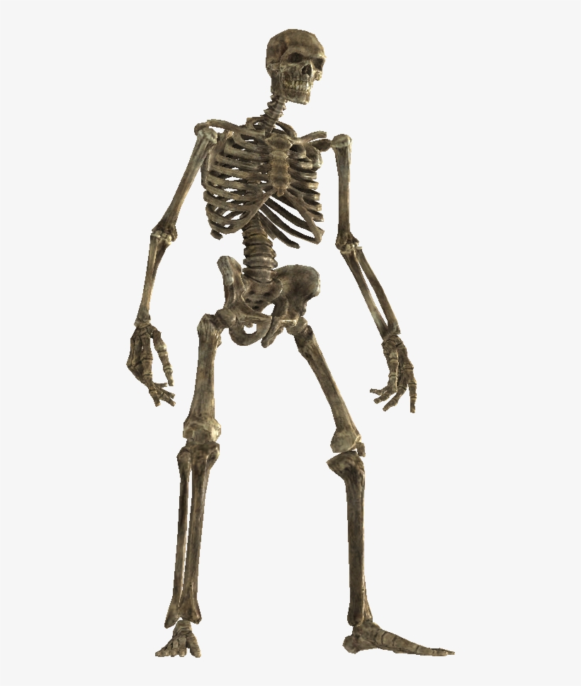 Drokt - Skyrim Wiki - Skeleton, transparent png #3995909