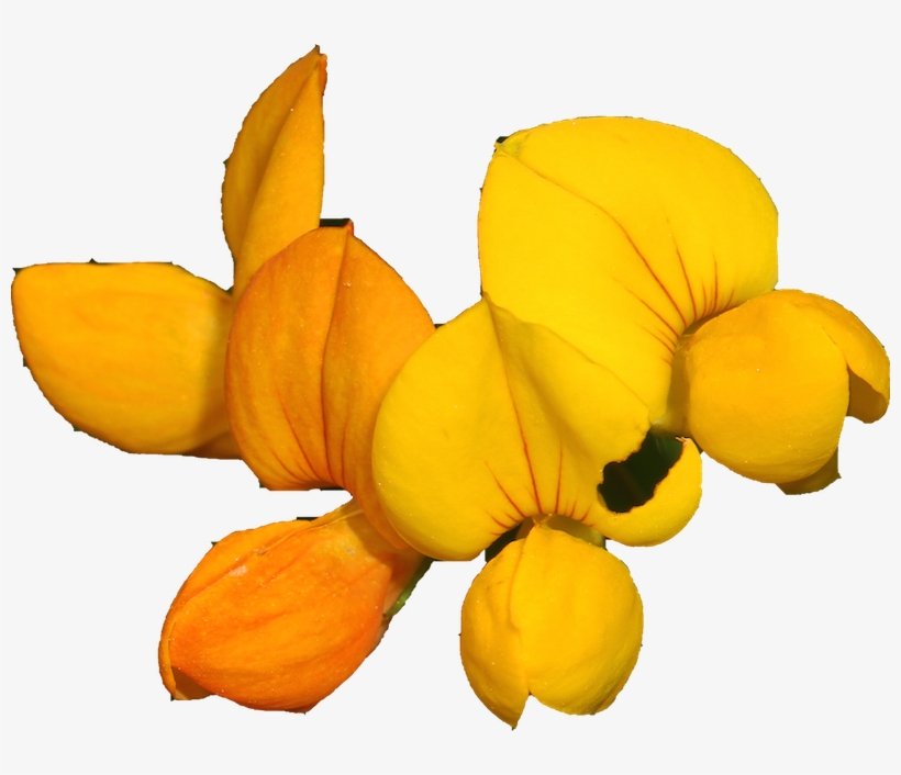 Bird's-foot Trefoil By Judy Gallagher Via Wikimedia - Senna, transparent png #3997625