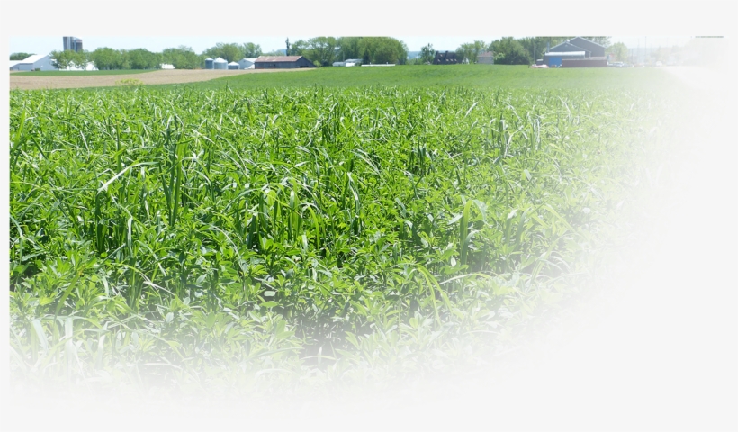 Forage Seeds - Grass, transparent png #3997914