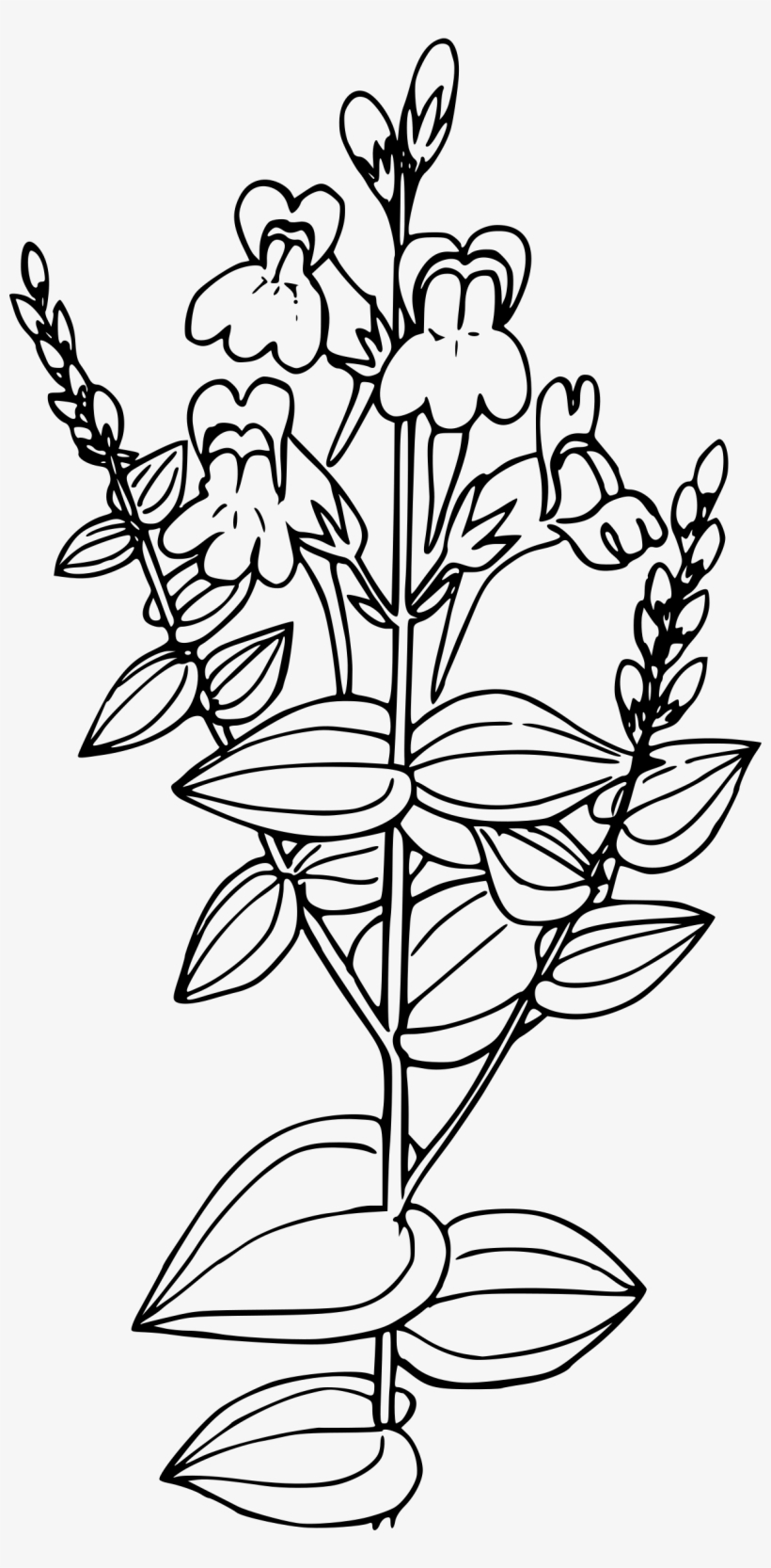 This Free Icons Png Design Of Dalmation Toadflax, transparent png #3998130