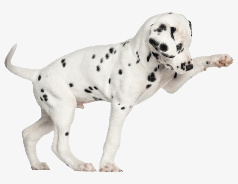Dalmation Pup Png800 - Laser Pet Collar, transparent png #3998204