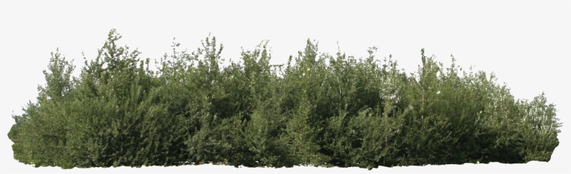 Desert Bush Png Graphic Royalty Free Download - Bushes Png, transparent png #40038